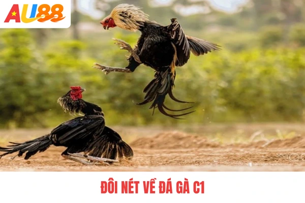 Đôi nét về đá gà C1 Đôi nét về đá gà C1