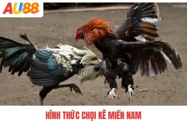 Hình thức chọi kê miền Nam Hình thức chọi kê miền Nam