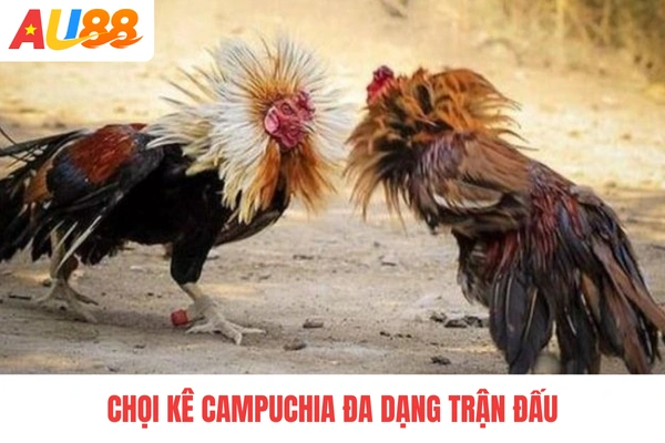 Chọi kê Campuchia đa dạng trận đấu Chọi kê Campuchia đa dạng trận đấu