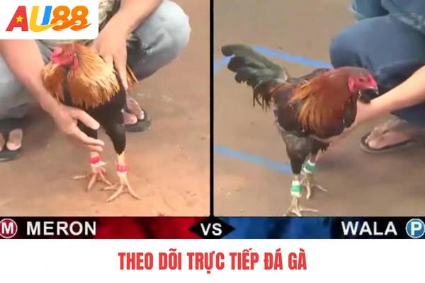 Theo dõi trực tiếp đá gà Theo dõi trực tiếp đá gà