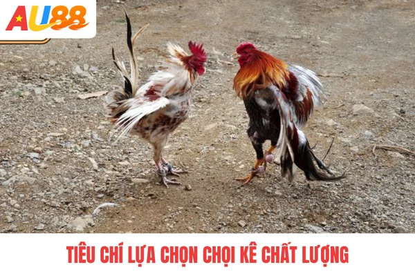 Tiêu chí lựa chọn chọi kê chất lượng Tiêu chí lựa chọn chọi kê chất lượng